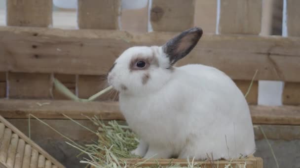 Coniglio Coniglietto Seduto Giocare Sul Pavimento Casa Sembrano Soffici Adorabili — Video Stock