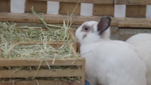 Conejo Conejo Sentado Jugando Suelo Casa Ven Poco Esponjosos Adorables — Vídeos de Stock