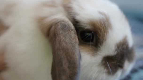 Conejo Conejo Sentado Jugando Suelo Casa Ven Poco Esponjosos Adorables — Vídeos de Stock