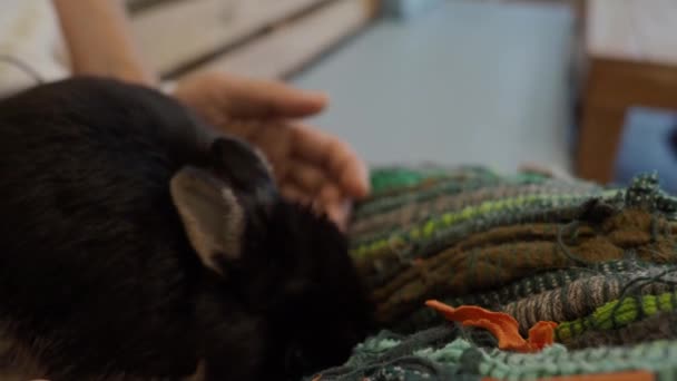 Rabbit Bunny Sitting Playing Floor House Look Bit Fluffy Adorable — Stock Video