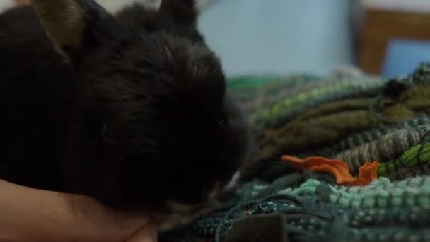Кролик Кролик Сидят Играют Полу Доме Выглядят Пушистыми Очаровательными Популярна — стоковое видео