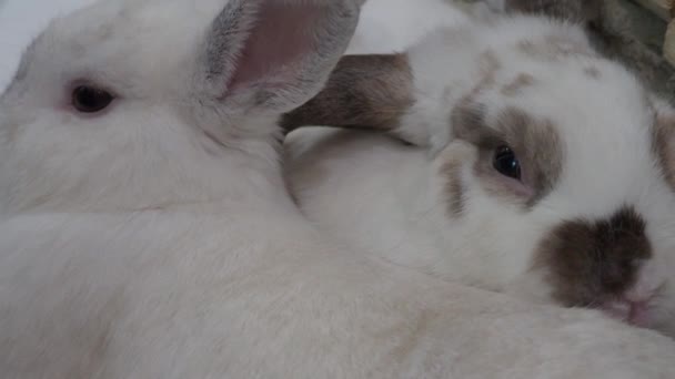 Conejo Conejo Sentado Jugando Suelo Casa Ven Poco Esponjosos Adorables — Vídeos de Stock