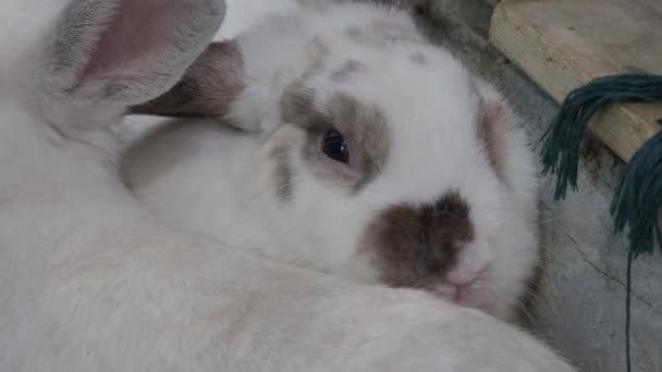 Tavşan Tavşan Evde Oturup Oynuyor Biraz Pofuduk Sevimli Görünüyorlar Kızlar — Stok video