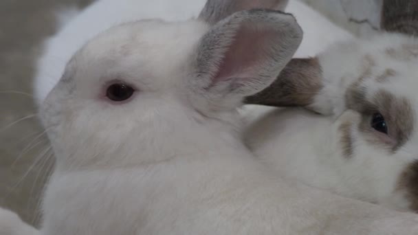 Lapin Lapin Assis Jouant Sur Sol Dans Maison Ils Ont — Video