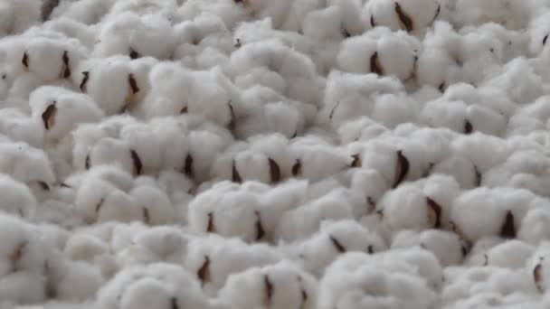 綿の花が跳ねる 有機白綿の花が上下に弾む 本物の綿の柔らかさと新鮮さを表します 手持ちの映像だ 白い綿のボールが下に移動します 自然の柔らかさ — ストック動画