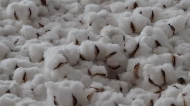 綿の花が跳ねる 有機白綿の花が上下に弾む 本物の綿の柔らかさと新鮮さを表します 手持ちの映像だ 白い綿のボールが下に移動します 自然の柔らかさ — ストック動画