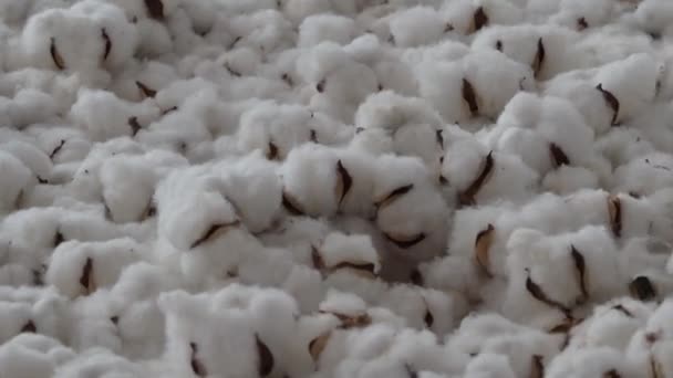 Flores Algodão Saltando Flores Algodão Branco Orgânico Saltam Para Cima — Vídeo de Stock