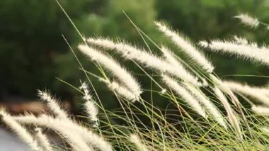 Yavaş çekim tüy otu. Beyaz çimen çiçekleri ılık güneş ışığıyla hafifçe savrulur. Tepe ağaçlarının ve gökyüzünün bulanık arkaplanı. Sakin, doğal, yavaş çekim. Doğanın çim arka planını kapat.