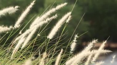 Yavaş çekim tüy otu. Beyaz çimen çiçekleri ılık güneş ışığıyla hafifçe savrulur. Tepe ağaçlarının ve gökyüzünün bulanık arkaplanı. Sakin, doğal, yavaş çekim. Doğanın çim arka planını kapat.