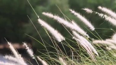 Yavaş çekim tüy otu. Beyaz çimen çiçekleri ılık güneş ışığıyla hafifçe savrulur. Tepe ağaçlarının ve gökyüzünün bulanık arkaplanı. Sakin, doğal, yavaş çekim. Doğanın çim arka planını kapat.