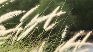 Yavaş çekim tüy otu. Beyaz çimen çiçekleri ılık güneş ışığıyla hafifçe savrulur. Tepe ağaçlarının ve gökyüzünün bulanık arkaplanı. Sakin, doğal, yavaş çekim. Doğanın çim arka planını kapat.
