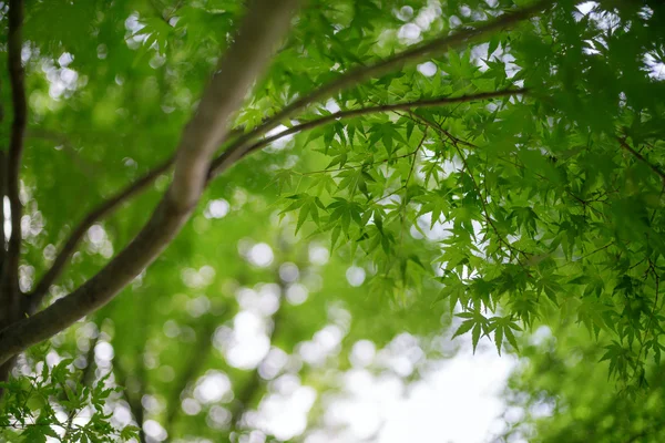 일본 단풍 잎 — 스톡 사진