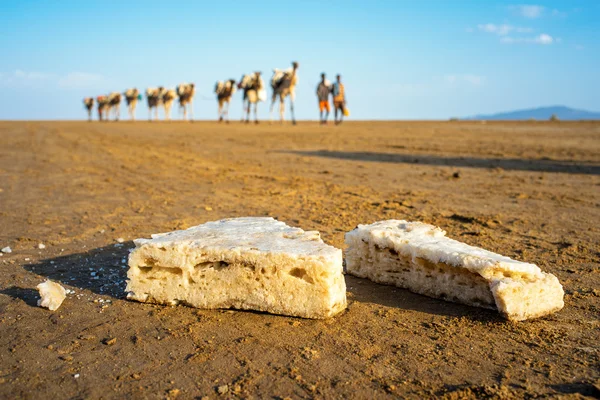Kamelkarawane transportiert Salz lizenzfreie Stockbilder