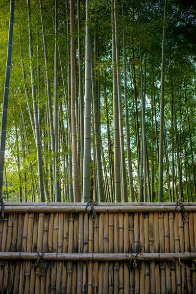 Foresta di Bambu — Foto Stock