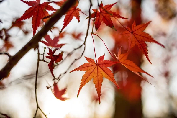 화려 한 낙엽 — 스톡 사진