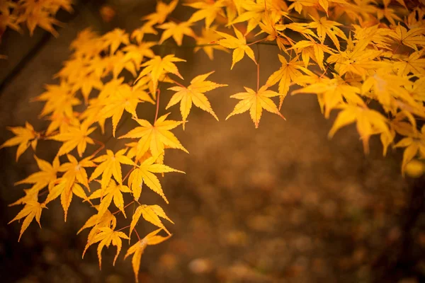 화려 한 낙엽 — 스톡 사진