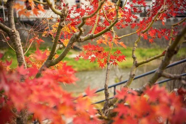 화려 한 낙엽 — 스톡 사진