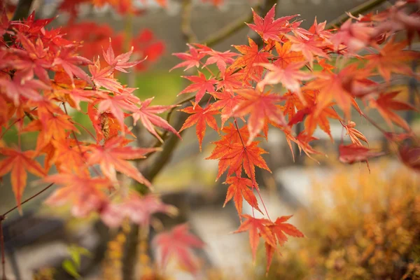 화려 한 낙엽 — 스톡 사진