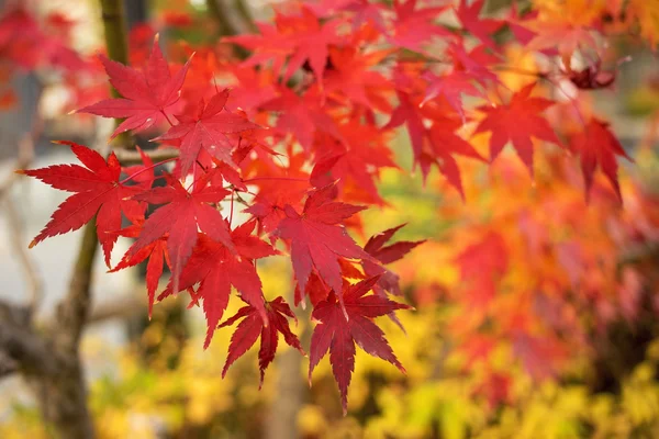 화려 한 낙엽 — 스톡 사진