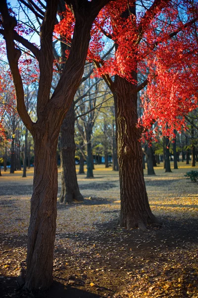 화려 한 낙엽 — 스톡 사진