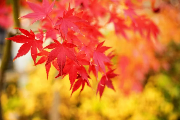 Colorful fall leaves Stock Picture