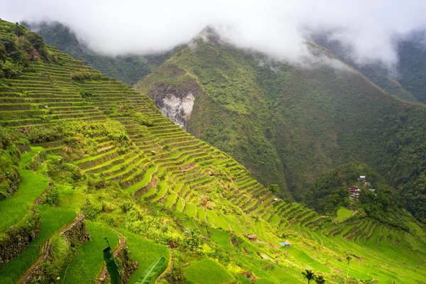 Batad terrazas de campo de arroz —  Fotos de Stock