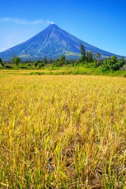 Mount Mayon volcano