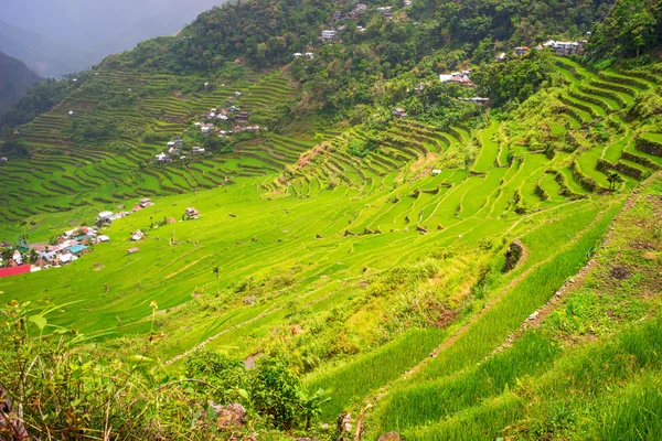 Terraços de campo de arroz em lote — Fotografia de Stock
