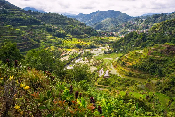 Banaue tarasy ryżowe pole — Zdjęcie stockowe