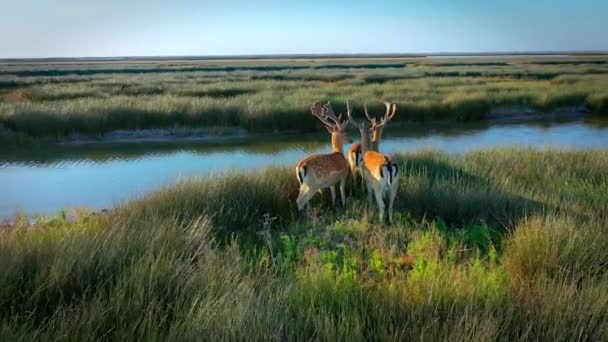 Manada de ciervos en la naturaleza, estepa de la isla de Dzharalgach, fotografía aérea — Vídeos de Stock