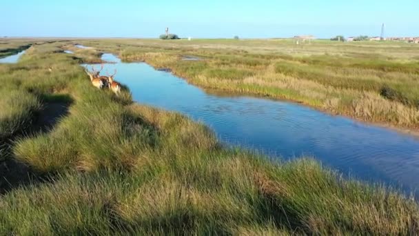 Herten kudde in het wild, steppe van Dzharalgach eiland, luchtfotografie — Stockvideo