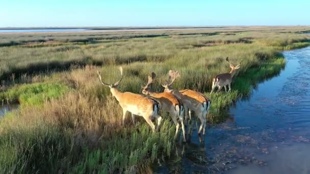 野外鹿群，扎哈拉赫岛上的草原，航空摄影 — 图库视频影像