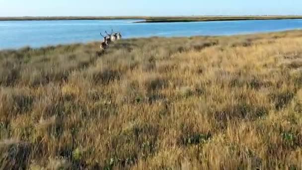 Manada de ciervos en la naturaleza, estepa de la isla de Dzharalgach, fotografía aérea — Vídeos de Stock