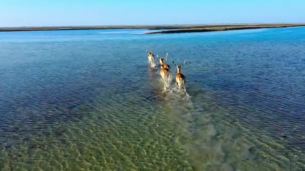 Herten kudde in het wild, steppe van Dzharalgach eiland, luchtfotografie — Stockvideo