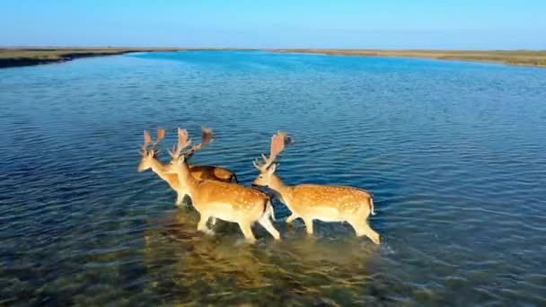 野外鹿群，扎哈拉赫岛上的草原，航空摄影 — 图库视频影像