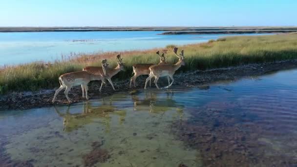 野生の鹿の群れ、 Dzharalgach島のステップ、航空写真 — ストック動画