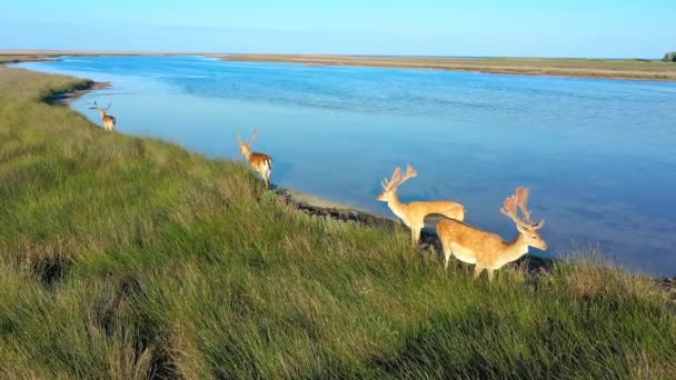 Rebanho de veados em estado selvagem, estepe da ilha de Dzharalgach, fotografias aéreas — Vídeo de Stock