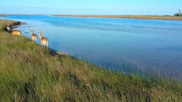 Stado jeleni w dziczy, step wyspy Dzharalgach, zdjęcia z powietrza — Wideo stockowe