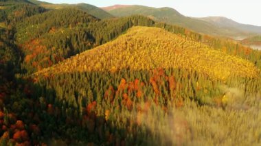 Renkli sonbahar Karpatya dağlarının insansız hava aracı görüntüsü. Dağ sıraları parlak sonbahar renkleriyle kozalaklı ve karışık ormanlarla kaplıdır. Aşağıda köy evlerini görebilirsin..