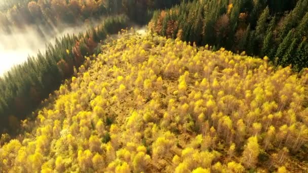 Légi drón kilátás a színes őszi Kárpátok hegyek. A hegyvonulatokat tűlevelű és vegyes erdők borítják élénk őszi színekben. Lent láthatod a falusi házakat.. — Stock videók