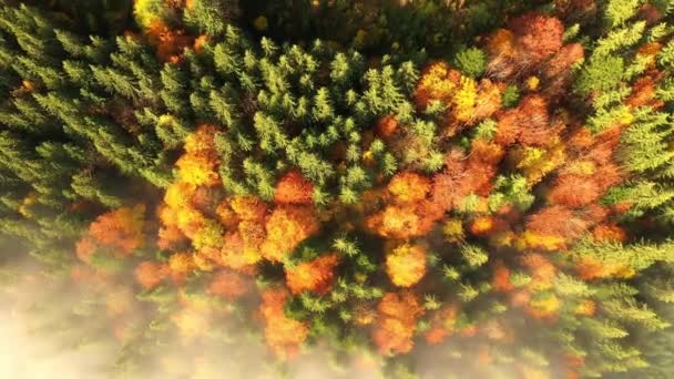 Aerial drone view of the colorful autumn Carpathian mountains. The mountain ranges are covered with coniferous and mixed forests in bright autumn colors. Below you can see the village houses. — Stock Video