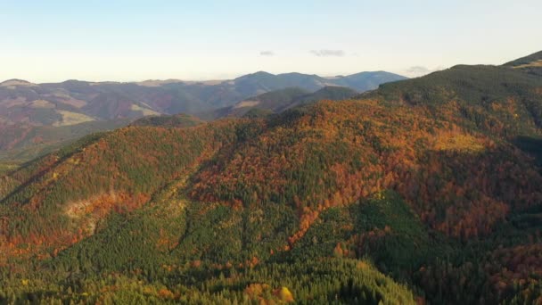 Renkli sonbahar Karpatya dağlarının insansız hava aracı görüntüsü. Dağ sıraları parlak sonbahar renkleriyle kozalaklı ve karışık ormanlarla kaplıdır. Aşağıda köy evlerini görebilirsin.. — Stok video