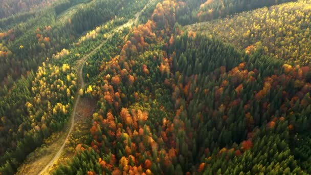 Renkli sonbahar Karpatya dağlarının insansız hava aracı görüntüsü. Dağ sıraları parlak sonbahar renkleriyle kozalaklı ve karışık ormanlarla kaplıdır. Aşağıda köy evlerini görebilirsin.. — Stok video