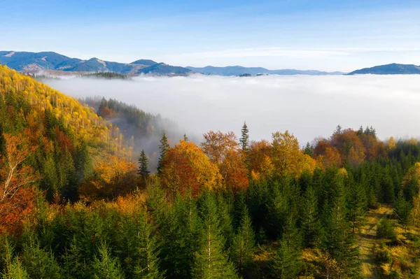 Барвистий осінній ранок у Карпатських горах. Хребет Сокільський, Україна, Європа.. — стокове фото