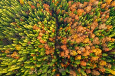 Karpat dağlarında renkli bir sonbahar sabahı. Sokilsky tepesi