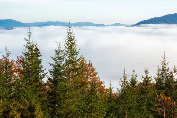 Matin d'automne coloré dans les montagnes des Carpates. Crête de Sokilsky — Photo