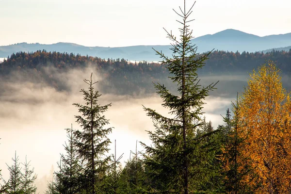 Matin d'automne coloré dans les montagnes des Carpates. Crête de Sokilsky — Photo