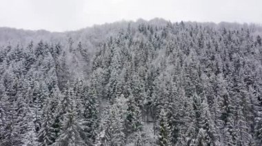 Karlı kış karlı hava aracı Karpatlar karışık orman ve dağ vadileriyle kaplı.