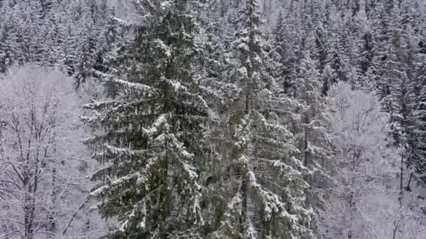 空中ドローンビュー雪の冬混合森林や山の谷で覆われたカルパティア. — ストック動画