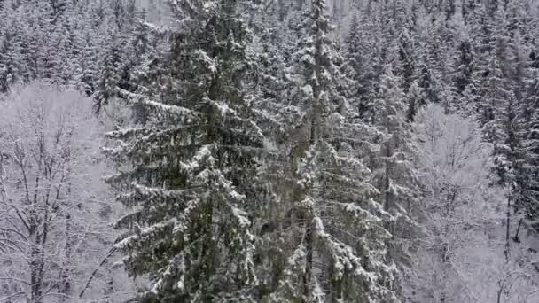 Vue aérienne sur drone hiver enneigé Carpates couvertes de forêts mixtes et de vallées de montagne. — Video